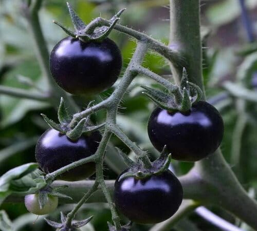 Black Tomato Seeds – Heirloom, Non-GMO, High Germination Organic Garden Seeds Planting