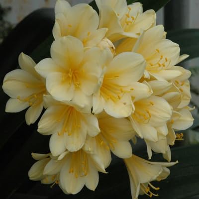 Clivia Flower Seeds Yellow – Heirloom, Non-GMO, High Germination Organic Garden Seeds