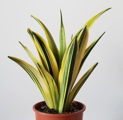 greenpaleyellowsansevieriaheirloomnongmo flower seeds