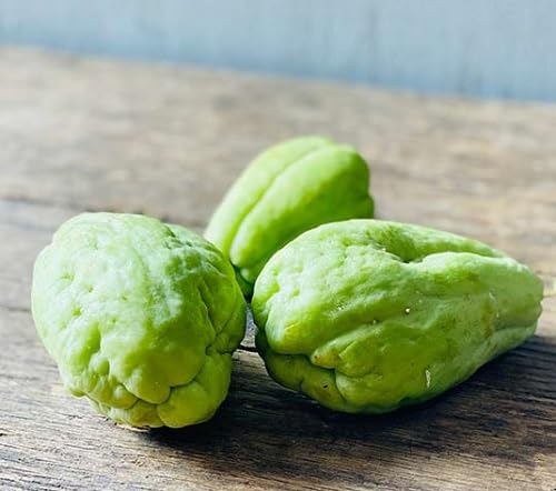 Chayote Seeds for Planting – Heirloom Non-GMO Organic Vegetable Seeds, High Germination Garden Seeds