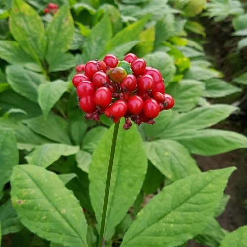 Red Ginseng Seeds – Heirloom, Non-GMO, High Germination Organic Garden Seeds