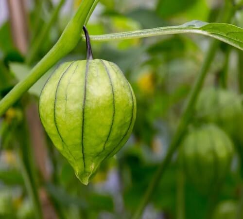 Green Tomatillo Seeds – Heirloom, Non-GMO, High Germination Organic Garden Seeds Planting