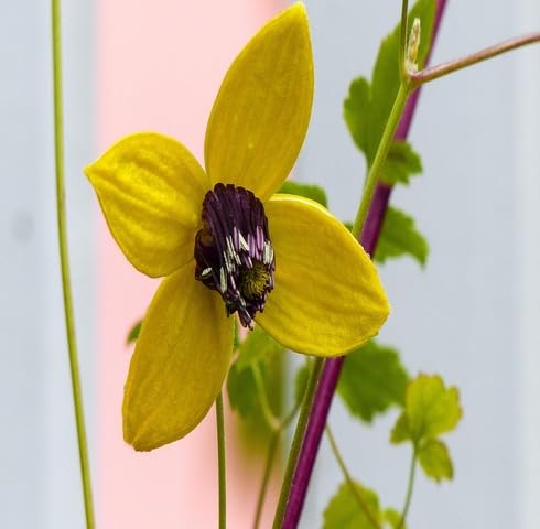 Yellow Clematis Tangutica Flower Seeds Heirloom Non-GMO High Germination Organic Seeds