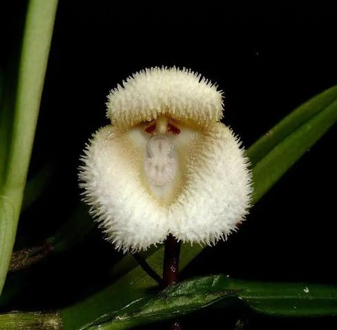 Samen der Weißen Affengesicht Orchidee – Alte Sorte, gentechnikfrei, keimstark, Bio-Gartensamen zum Pflanzen