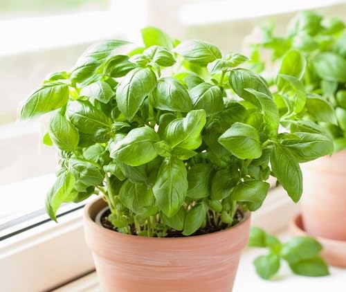 Basil Plant Seeds Heirloom Non-GMO High Germination Organic Garden Seeds for Planting