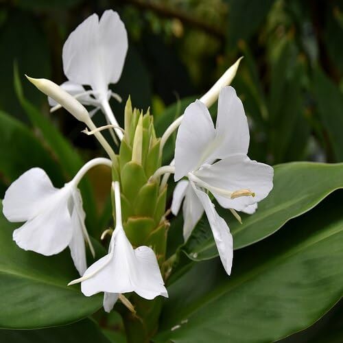 White Hedychium Coronarium Flower Seeds Heirloom Non-GMO High Germination Organic Garden Seeds for Planting