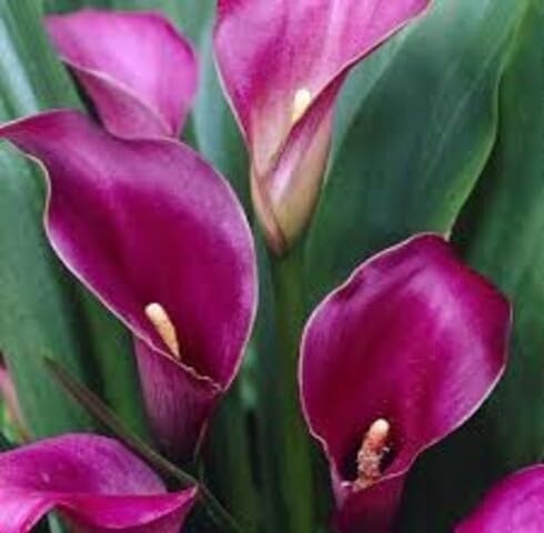 Purple Calla Lily Flower Seeds for Planting – Heirloom Non-GMO High Germination Organic Garden Seeds Seeds for Planting