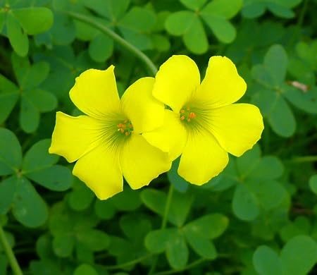 Oxalis Flower Seeds Yellow – Heirloom, Non-GMO, High Germination Seeds