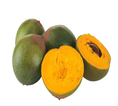 Yellow Lucuma Seeds – Heirloom, Non-GMO, High Germination Organic Garden Seeds