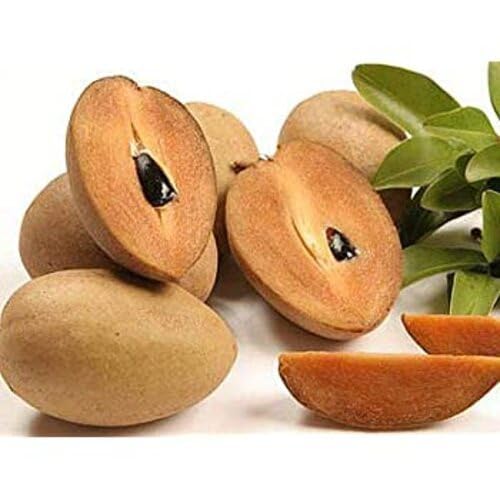 Mamey-Samen Braun Erbstück GVO-frei Hohe Keimrate Bio-Gartensamen zum Pflanzen