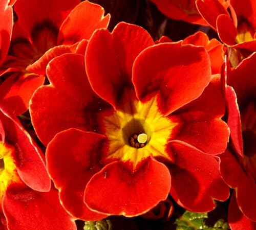 Primula Flower Seeds Red Yellow for Planting – Heirloom Non-GMO High Germination Organic Garden Seeds