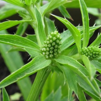 culantro flower seeds
