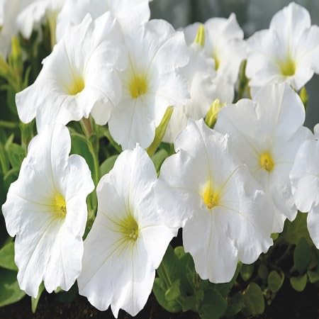 White Petunia Flower Seeds Heirloom Non-GMO High Germination Organic Garden Seeds for Planting