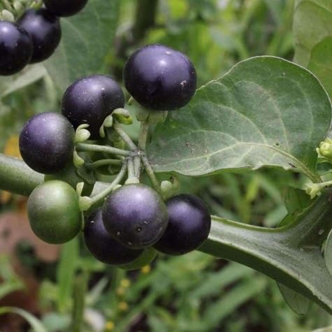 Huckleberry Seeds – Heirloom, Non-GMO, High Germination Organic Garden Seeds