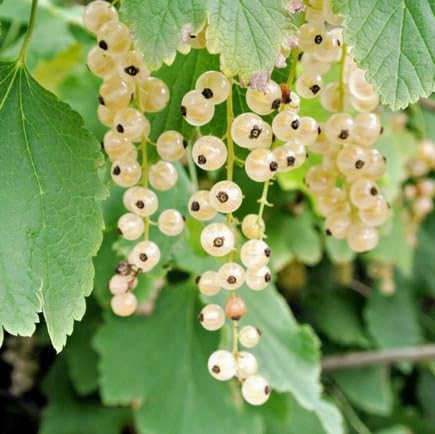 White Currant Seeds – Heirloom, Non-GMO, High Germination Organic Garden Seeds