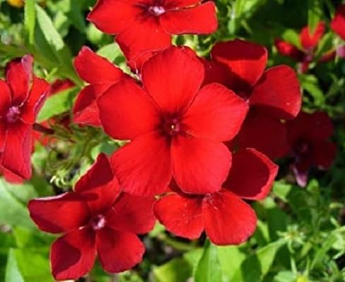 Semillas de flores Phlox – Cimiente, no transgénica, semillas orgánicas de alta germinación para plantar en jardín