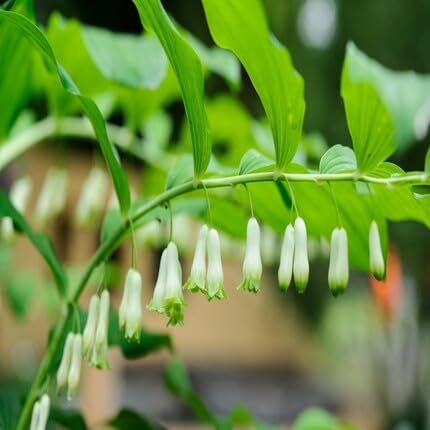 White Polygonatum Canaliculatum Seeds – Heirloom Non-GMO High Germination Garden Seeds