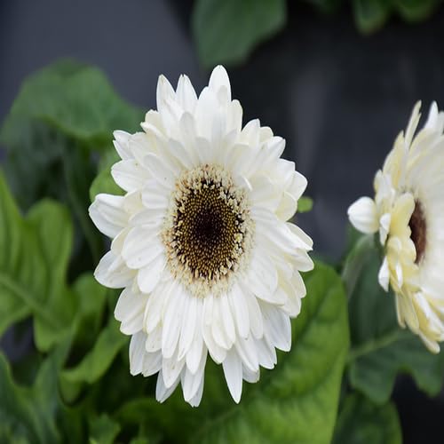 White Gerbera Daisy Flower Seeds Heirloom Non-GMO High Germination Organic Garden Seeds for Planting