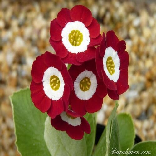 Red Primula Auricula Flower Seeds Heirloom Non-GMO High Germination Organic Garden Seeds for Planting