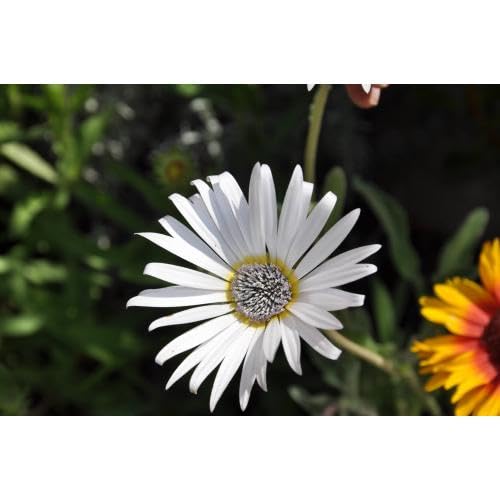 White Arctotis Flower Seeds Heirloom Non-GMO High Germination Organic Garden Seeds