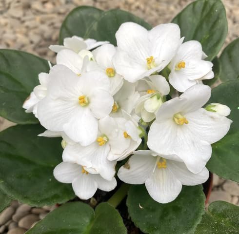 White Saintpaulia Flower Seeds – Heirloom Non-GMO High Germination Organic Garden Seeds