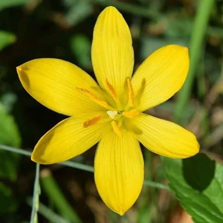 Zephyranthes Flower Seeds – Heirloom Non-GMO High Germination Organic Garden Seeds