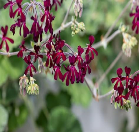 Sidoides Flower Seeds for Planting – Heirloom, Non-GMO, High Germination Organic Garden Seeds