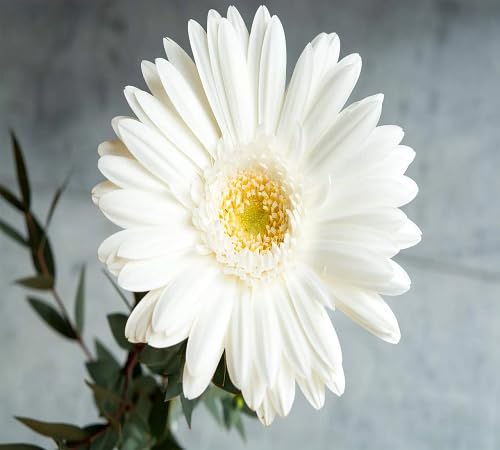 White Gerbera Flower Seeds Heirloom Non-GMO High Germination Organic Garden Seeds for Planting
