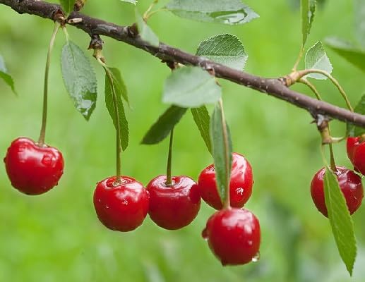 Red Cherry Seeds – Heirloom, Non-GMO, High Germination Organic Garden Seeds
