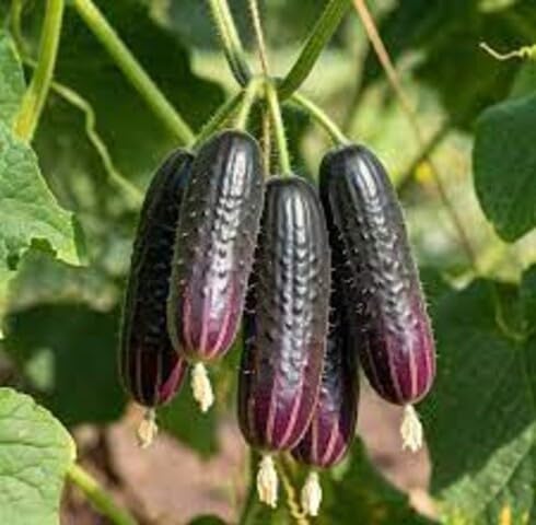 Purple Cucumber Seeds – Heirloom, Non-GMO, High Germination Organic Garden Seeds Planting