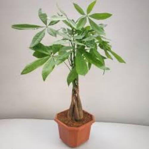 green pachira flower seeds