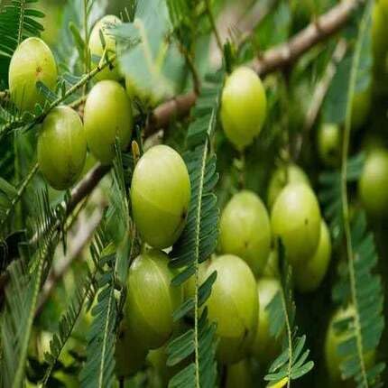 Gooseberry Seeds – Heirloom, Non-GMO, High Germination Organic Garden Seeds