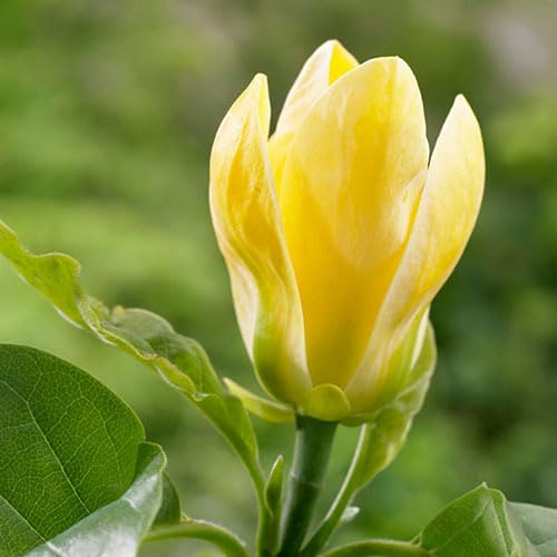 yellow magnolia flower seeds
