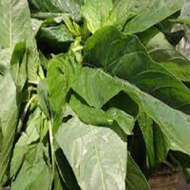Green Callaloo Seeds – Heirloom, Non-GMO, High Germination Organic Garden Seeds Planting