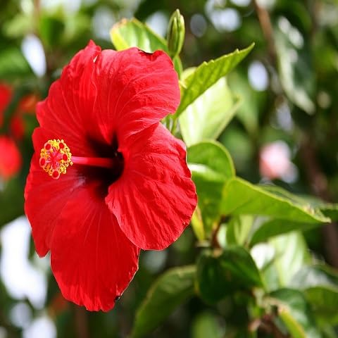 Hibiscus Flower Seeds – Heirloom, Non-GMO, High Germination Organic Garden Seeds for Planting