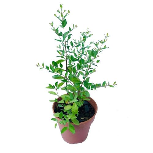 green lawsonia flower seeds