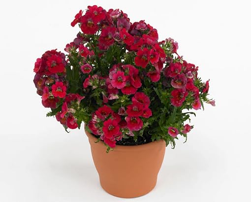 Red Nemesia Flower Seeds – Heirloom, Non-GMO, High Germination Organic Garden Seeds for Planting