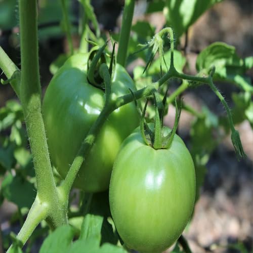 Grüne Tomatensamen – Alte Sorte, gentechnikfrei, keimstark, Bio-Gartensamen zum Anpflanzen