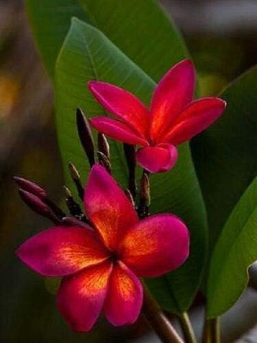 orange dark flower seeds