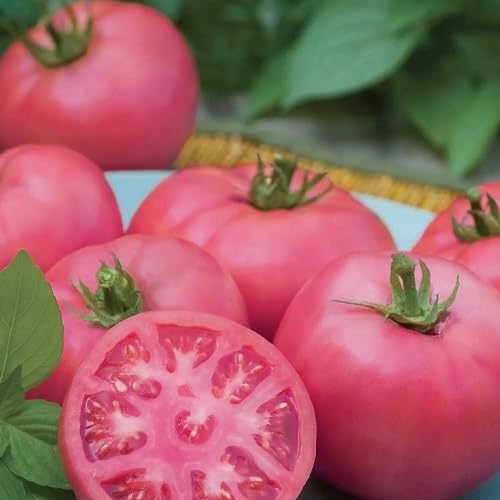 Tomato Pink Seeds – Heirloom, Non-GMO, High Germination Organic Garden Seeds Planting