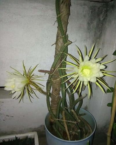 Selenicereus Flower Seeds for Planting – Heirloom, Non-GMO, High Germination Organic Garden Seeds