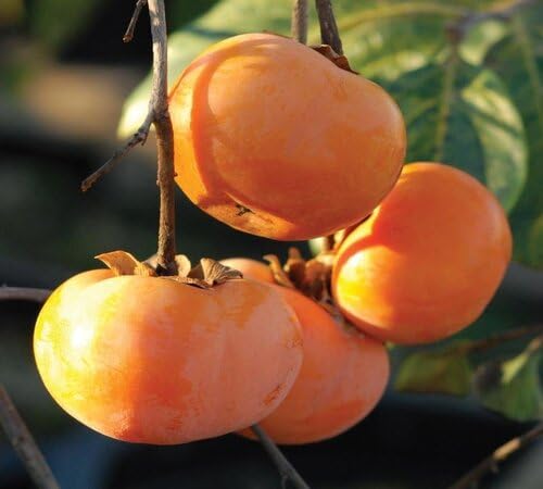Persimmon Seeds Orange – Heirloom, Non-GMO, High Germination Organic Garden Seeds