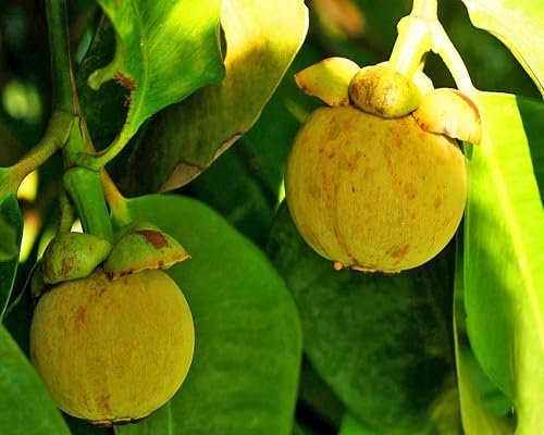 Mangostan-Samen – Alte Sorte, gentechnikfrei, hohe Keimrate, Bio-Gartensamen