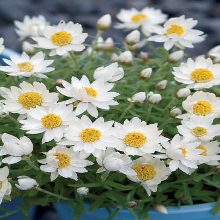White Rhodanthe Flower Seeds Heirloom Non-GMO High Germination Organic Garden Seeds for Planting