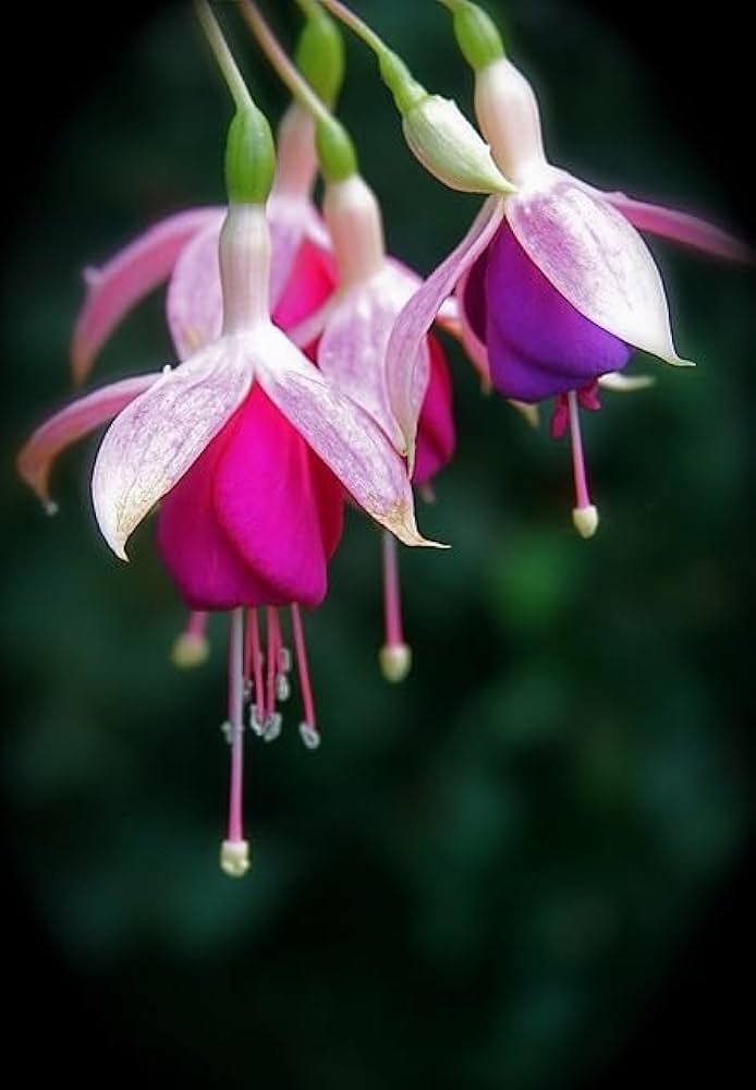 Fuchsia Flower Seeds for Planting