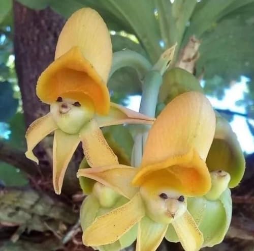 Phalaenopsis Orchid Garden Flower Seeds for Planting – Heirloom, Non-GMO, High Germination Organic Garden Seeds
