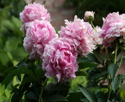 pink paeonia flower seeds