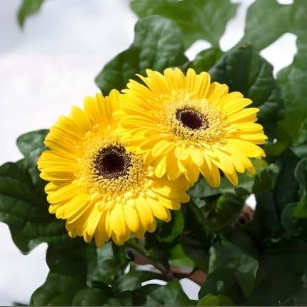 Yellow Gerbera Flower Seeds – Heirloom, Non-GMO, High Germination Seeds
