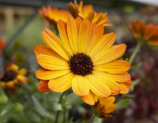 Osteospermum Flower Seeds – Heirloom, Non-GMO, High Germination Organic Garden Seeds for Planting