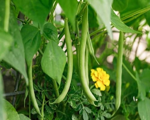 Green Beans Seeds – Heirloom, Non-GMO, High Germination Organic Garden Seeds Planting
